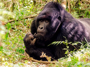 Uganda Gorilla Trekking | 5 Day Safari with Offmap Adventures