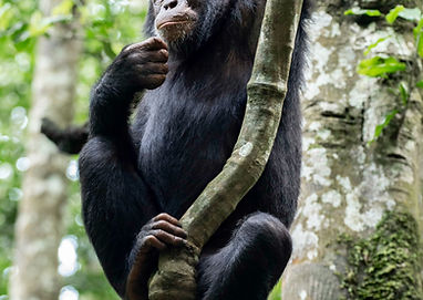 chimpanzee