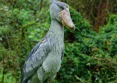 shoe billed stork