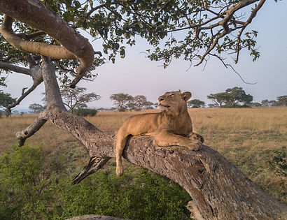 Tree climbing lions